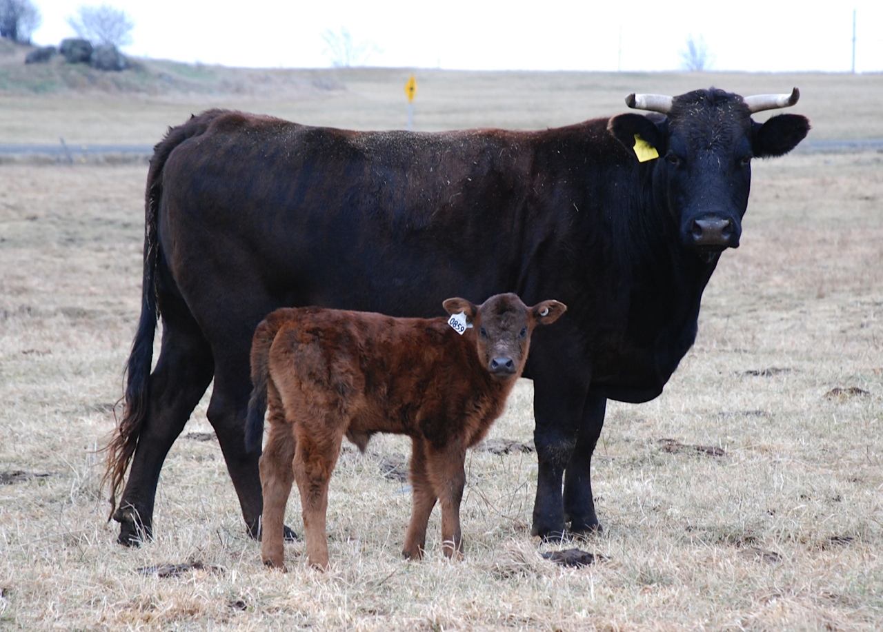 Ferme Levaluc, Lefebvre, Québec